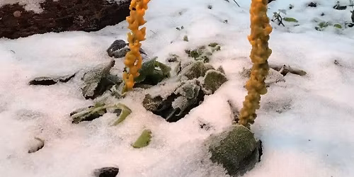 Winter Solstice Sound Healing and Mullein Torch Making Event