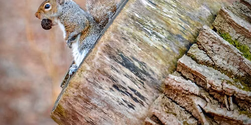 Feeling Squirrely Hike