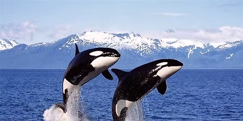 American Cetacean Society Annual Social