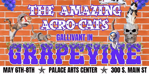 The Amazing Acro-Cats Gallivant in Grapevine!