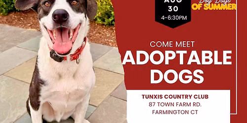 Meet Adoptable Rescue Dogs in Farmington CT