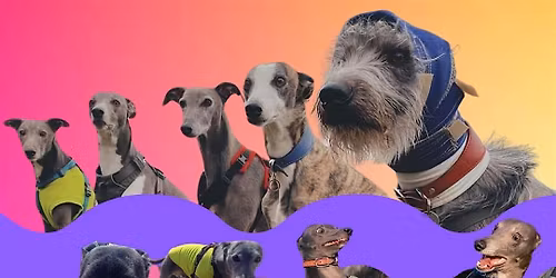 LARGE SIGHTHOUND dog social in a fully secure arena S8
