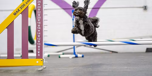 All Dogs Frolick After Dark