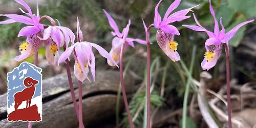 Native Orchids of Rocky Mountain National Park (Wednesday)