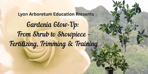 Gardenia Glow-Up: From Shrub to Showpiece