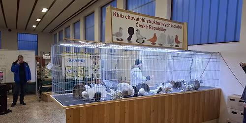 Speci\u00e1ln\u00ed v\u00fdstava strukturov\u00fdch holub\u016f