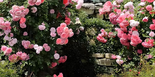 Workshop in Wien: Die Kraft der Rose