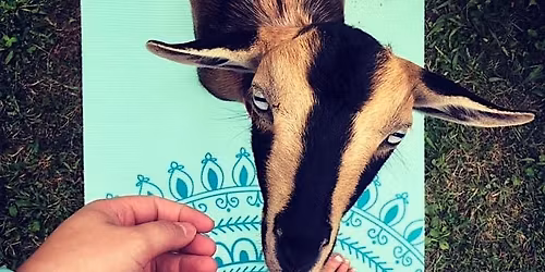 Baby Goat Yoga