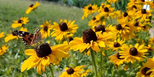 Bee City Wichita Committee Meeting