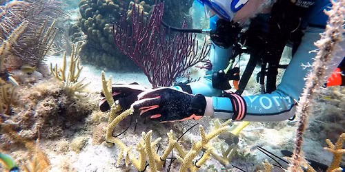 Coral Conservation Dive Trip - Tavernier Key, Florida