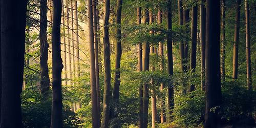 Treehouse Gatherings