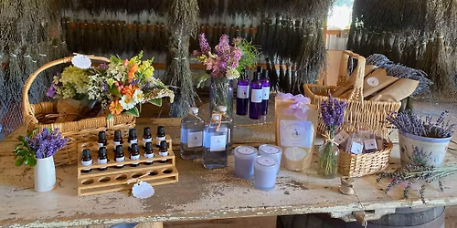Visit us at Mt Airy Lavender Farm in Coatesville, Pa