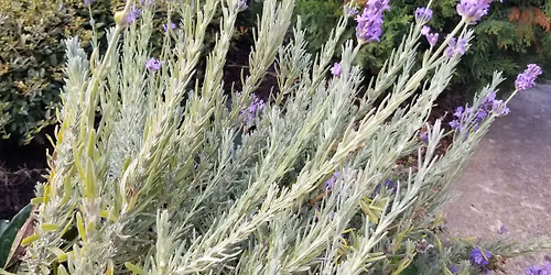 Plant Propagation Workshop