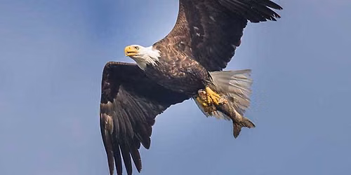Bald Eagles Up Close with Carl Palazzolo