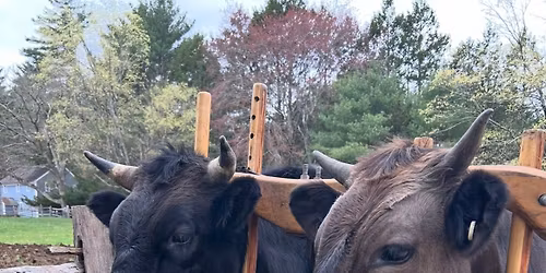Massachusetts 4-H Working Steer Academy 