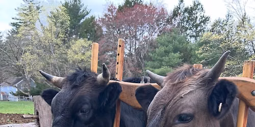 Massachusetts 4-H Working Steer Academy