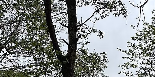 J9 Perspective: Anatomic Frequencies: Reconnect to the Natural World