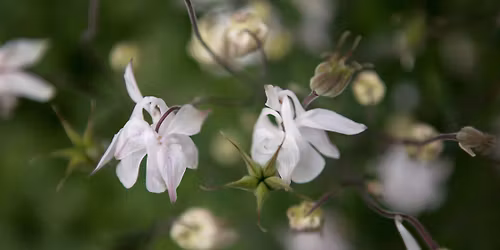 The Four Senses of Early Childhood - A Parent Evening