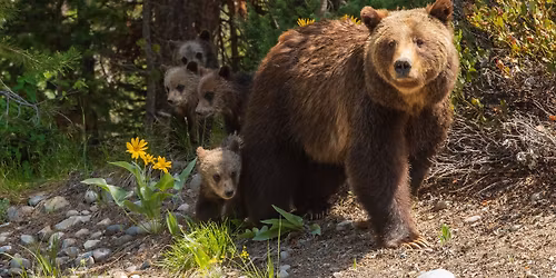Parking Grizzly Bear