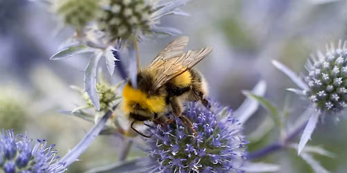 Planning & Planting for Wildlife \u2013 Gardening Workshop