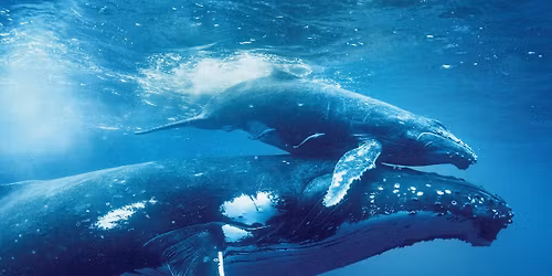 Ocean with David Attenborough