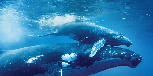 Ocean with David Attenborough