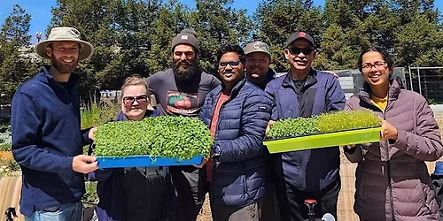 Grow your own Microgreens