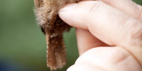 Great Fen Bird Ringing Experience