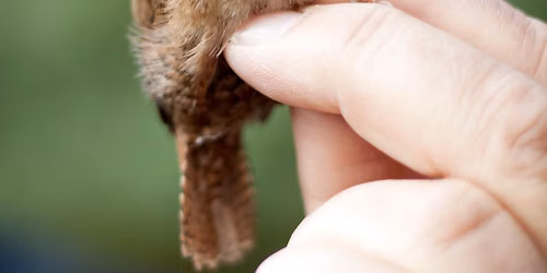 Great Fen Bird Ringing Experience