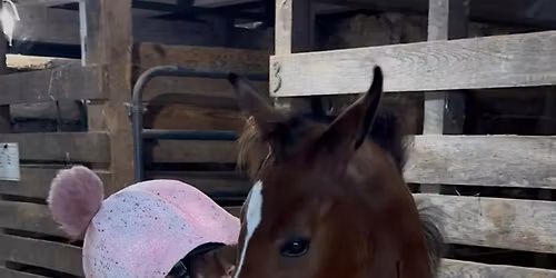 Pony Preschool Minis (age 2-7, 50lb limit)