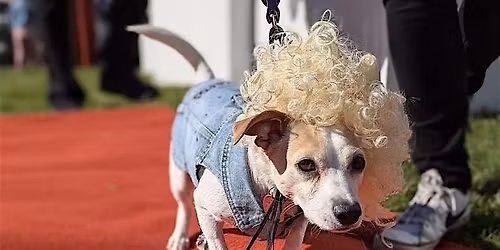 JoJo & Co. 5th Annual Halloween Parade & Costume Paw-ty!