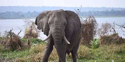 Red Chilli Murchison Falls 3 Day Falls and Game Safari at $370pp