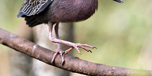 Beginner Bird Walk: Fee Fee Greenway