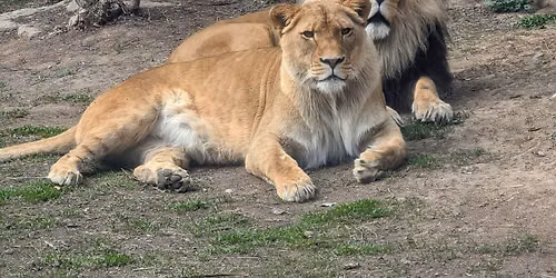 Big Cat Day