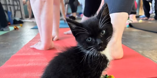 Kitten Yoga: Proceeds to Pope Memorial Humane Society