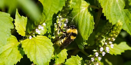 Pinellas FNPS Presents: Our Native Bees