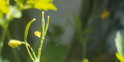 Balades Botaniques  : les plantes \u00e0 nos pieds