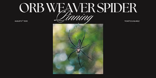 Orb Weaver Spider Pinning Workshop