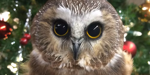 Preschool Connections: Owl in the Christmas Tree