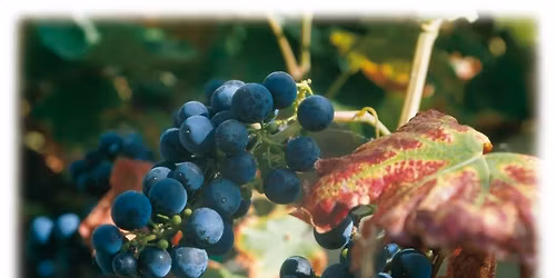 Federwei\u00dfenfest in Cochem