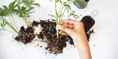 Outdoor Plant Propagation & Growing Class in  Carrboro