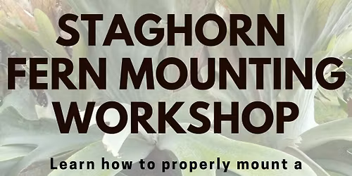 Staghorn Fern Mounting 