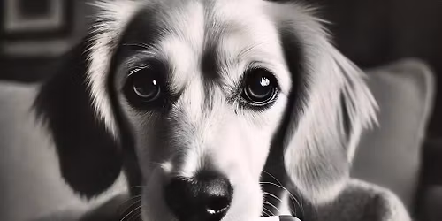 Pet First Aid Level 2 (VTQ) Course