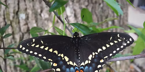 Butterfly Gardening for Beginners with Louie Sandstrum