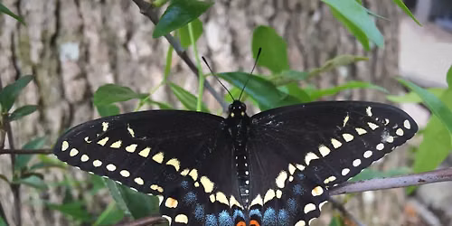 Butterfly Gardening for Beginners with Louie Sandstrum