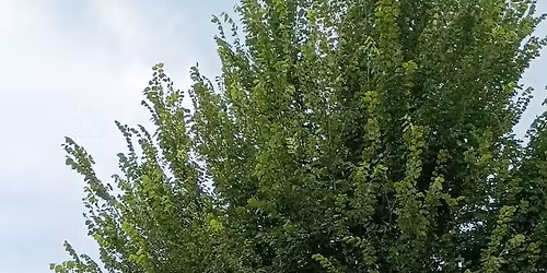 Whittier Residents Association Monthly Gathering