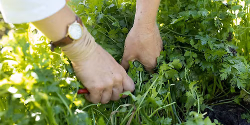 3-10-2026  Cooking with Herbs