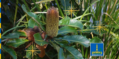 12 Days of Christmas - Wild Edibles Walk