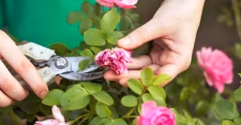 Rose Pruning Workshop