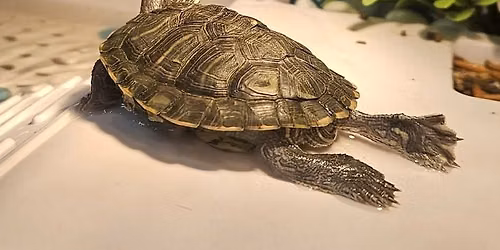 Paint with Tortellini the Turtle-August